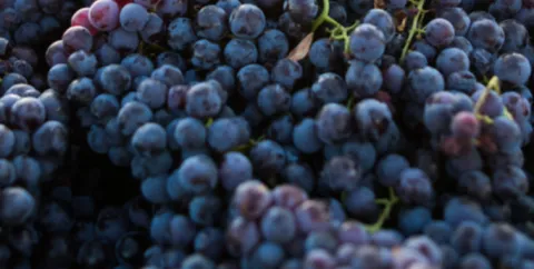 OIV publică primele estimări privind producția mondială de vin pentru 2025